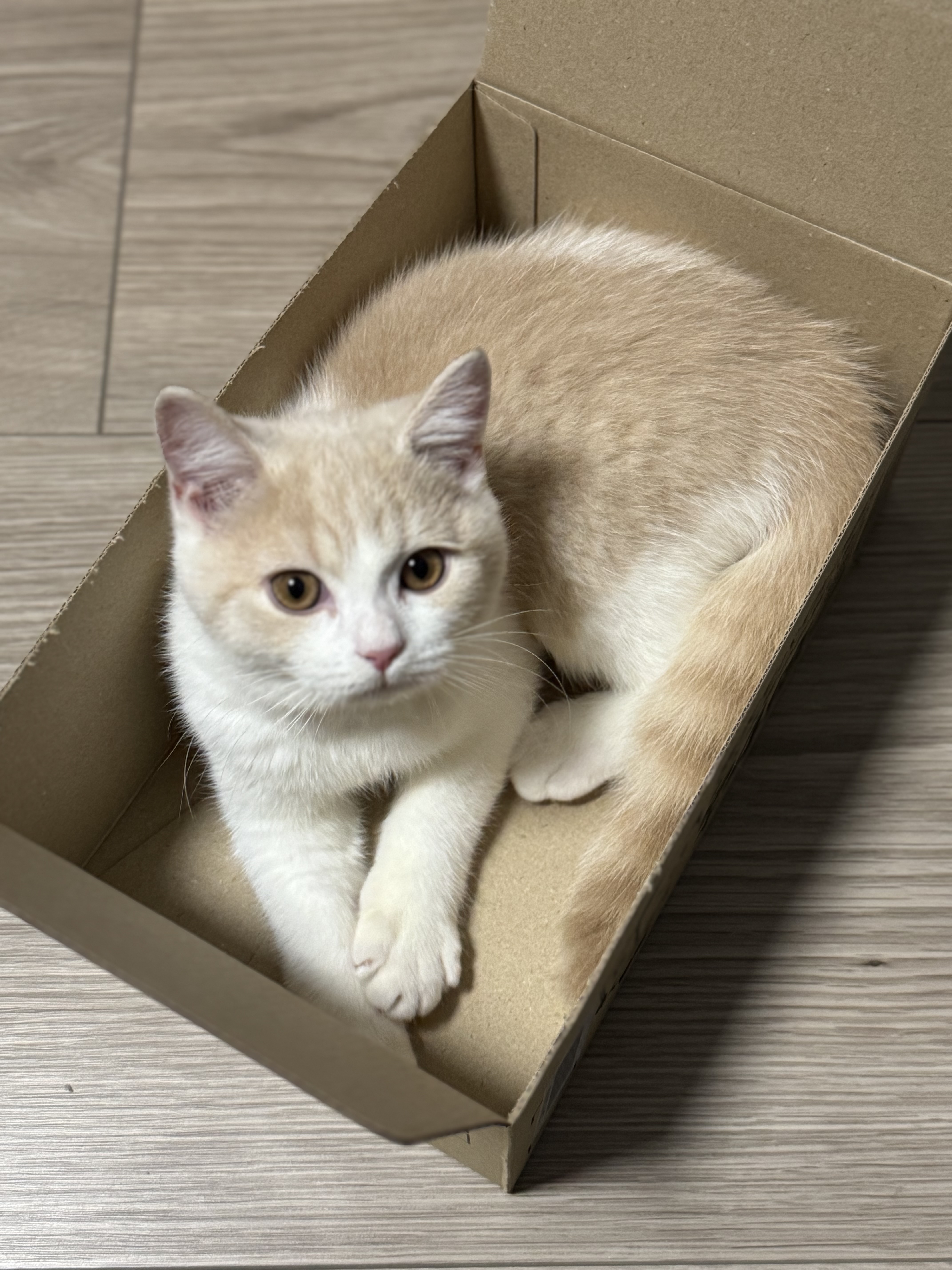 添付する猫の画像